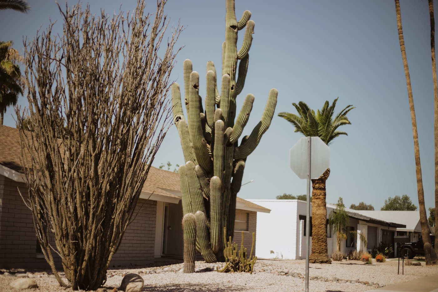 Saguaro cactus and desert homes on a sunny Arizona street